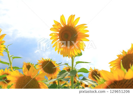 Sunflower fields in Akeno, Hokuto City, Yamanashi Prefecture Sunflower fields in Akeno, Hokuto City, Yamanashi Prefecture 129651206