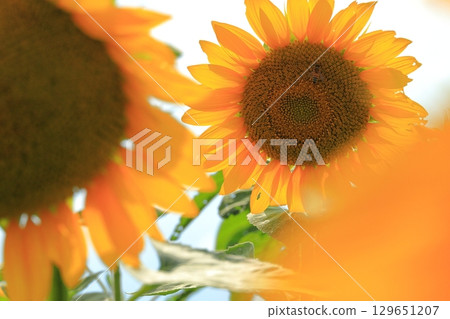 Sunflower fields in Akeno, Hokuto City, Yamanashi Prefecture Sunflower fields in Akeno, Hokuto City, Yamanashi Prefecture 129651207
