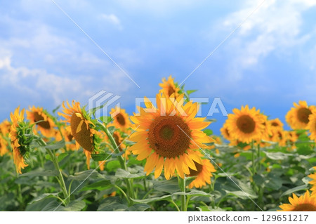 Sunflower fields in Akeno, Hokuto City, Yamanashi Prefecture Sunflower fields in Akeno, Hokuto City, Yamanashi Prefecture 129651217