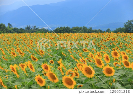 Sunflower fields in Akeno, Hokuto City, Yamanashi Prefecture Sunflower fields in Akeno, Hokuto City, Yamanashi Prefecture 129651218