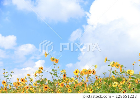 Sunflower fields in Akeno, Hokuto City, Yamanashi Prefecture Sunflower fields in Akeno, Hokuto City, Yamanashi Prefecture 129651228