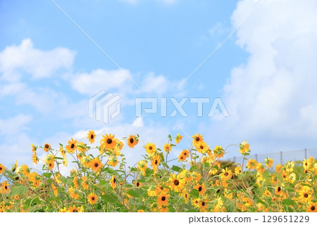 Sunflower fields in Akeno, Hokuto City, Yamanashi Prefecture Sunflower fields in Akeno, Hokuto City, Yamanashi Prefecture 129651229
