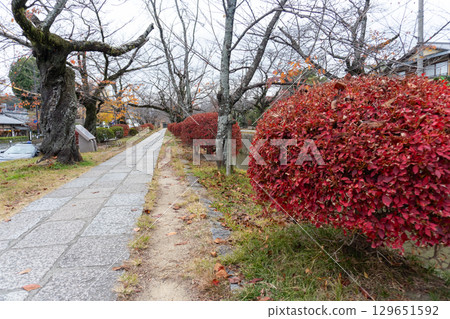 京都環線步道及其周邊的風景 京都環線步道及其周邊的風景 129651592