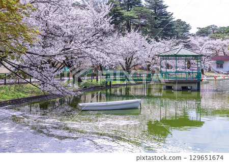 大宮公園的船池景色，盛開的櫻花樹和花筏 129651674