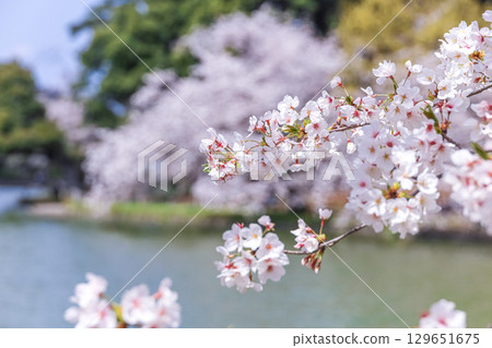 櫻花的風景 129651675