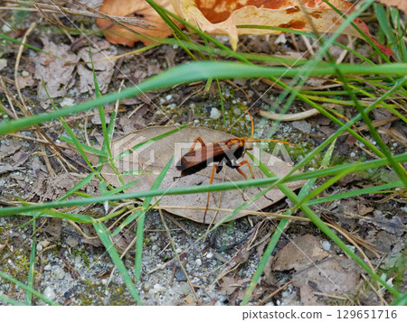 Spider wasps hunting spiders Spider wasps hunting spiders 129651716