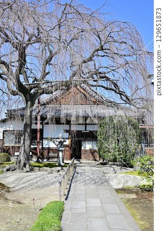 京都著名的賞櫻勝地本滿寺 129651873