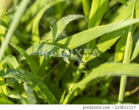 葉子上的水滴特寫 129652127