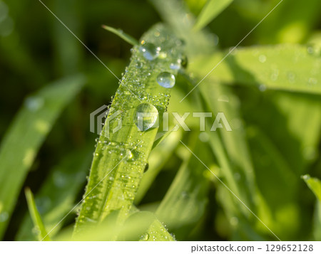 葉子上的水滴特寫 129652128