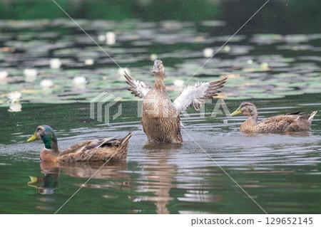 Duck flapping its wings on the water Duck flapping its wings on the water 129652145