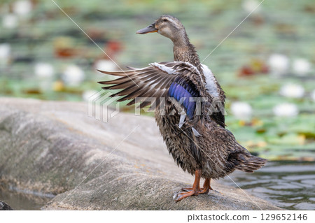 Duck flapping Duck flapping 129652146