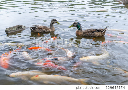 Ducks playing with carp Ducks playing with carp 129652154
