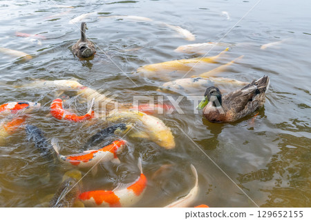 鴨子和鯉魚玩耍 129652155