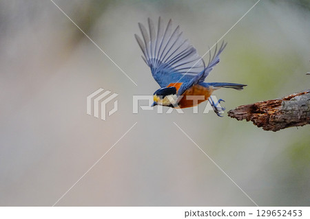 Varied tit photoshoot with α9Ⅲ Varied tit photoshoot with α9Ⅲ 129652453