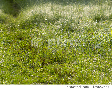 水滴閃耀的田野風景 水滴閃耀的田野風景 129652464