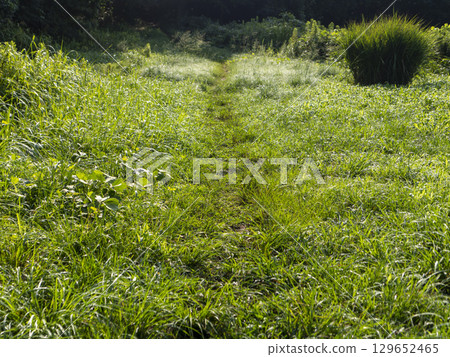 水滴閃耀的田野風景 129652465