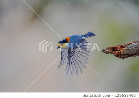 與α9Ⅲ一起拍攝多款胸部寫真 與α9Ⅲ一起拍攝多款胸部寫真 129652498