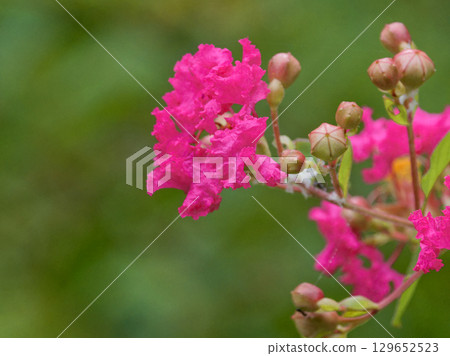 Lythraceae Lagerstroemia indica flower 129652523