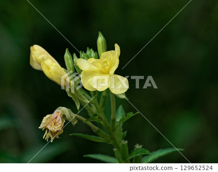 黃花科夜來香的黃色花朵 黃花科夜來香的黃色花朵 129652524