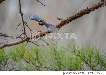 Varied tit photoshoot with α9Ⅲ 129652533