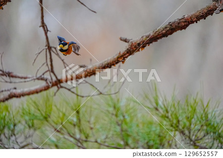 Varied tit photoshoot with α9Ⅲ 129652557