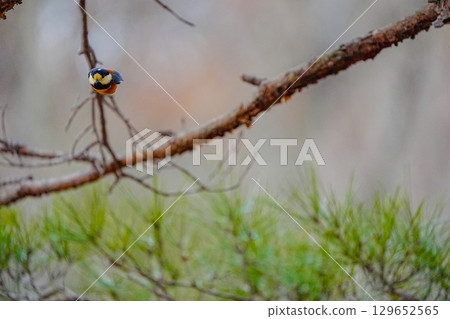 Varied tit photoshoot with α9Ⅲ 129652565