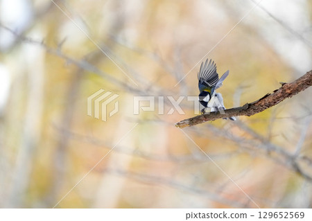 Varied tit photoshoot with α9Ⅲ 129652569