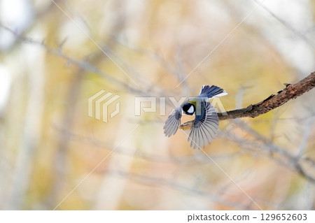 與α9Ⅲ一起拍攝多款胸部寫真 129652603