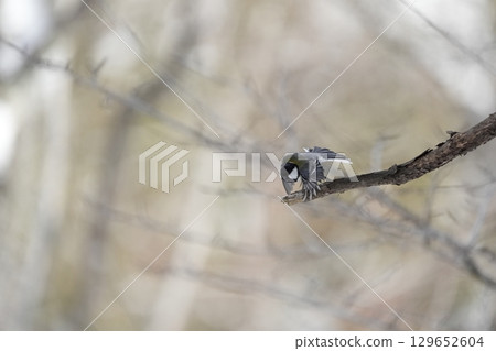 與α9Ⅲ一起拍攝多款胸部寫真 129652604