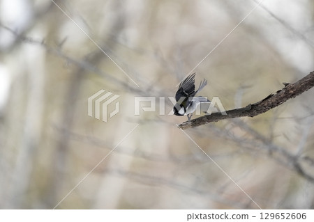 與α9Ⅲ一起拍攝多款胸部寫真 129652606