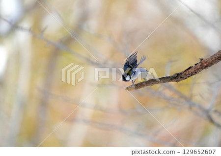 與α9Ⅲ一起拍攝多款胸部寫真 129652607