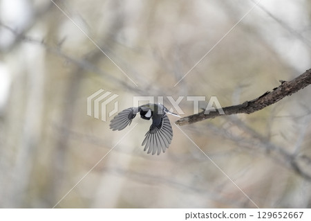 與α9Ⅲ一起拍攝多款胸部寫真 129652667