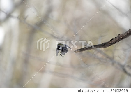 Varied tit photoshoot with α9Ⅲ 129652669