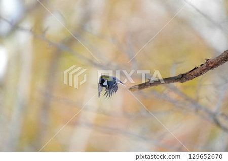 與α9Ⅲ一起拍攝多款胸部寫真 129652670