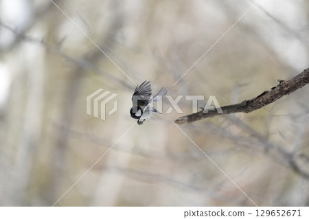 與α9Ⅲ一起拍攝多款胸部寫真 與α9Ⅲ一起拍攝多款胸部寫真 129652671