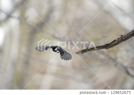 與α9Ⅲ一起拍攝多款胸部寫真 129652675