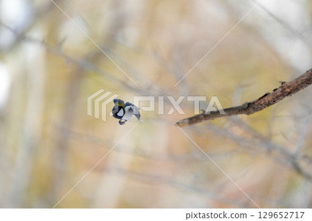 與α9Ⅲ一起拍攝多款胸部寫真 129652717