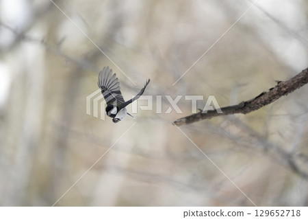 Varied tit photoshoot with α9Ⅲ 129652718