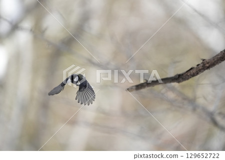 與α9Ⅲ一起拍攝多款胸部寫真 129652722