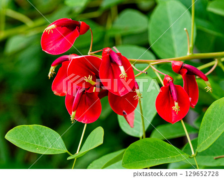 美國deigo的深紅色花朵 美國deigo的深紅色花朵 129652728
