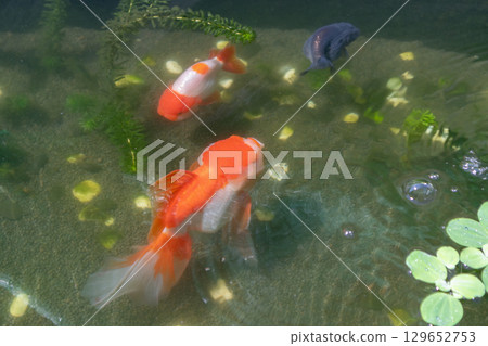 Goldfish in aquarium fish pond close up Goldfish in aquarium fish pond close up 129652753
