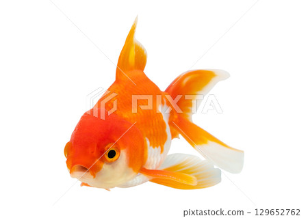Oranda goldfish isolated on white background close up 129652762
