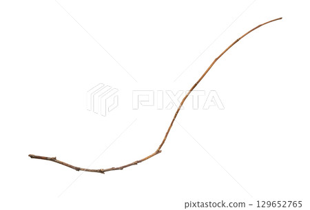 Dry tree branches isolated on white background 129652765