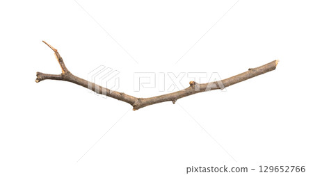 Dry tree branches isolated on white background 129652766