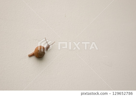 small snail on concrete floor close up small snail on concrete floor close up 129652786