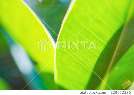 Natural plant green leaf in garden with bokeh background 129652820