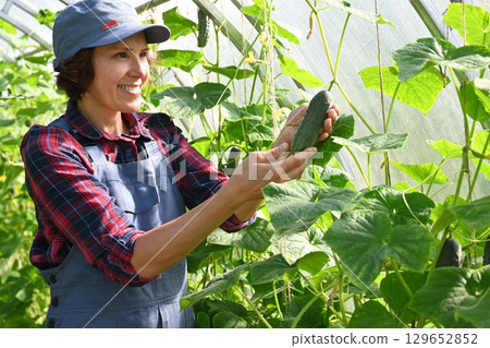 Female farmer harvests cucumbers in a greenhouse 129652852