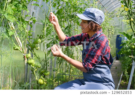 Middle-aged female farmer ties up the sprouts of ripening tomatoes in a greenhouse Middle-aged female farmer ties up the sprouts of ripening tomatoes in a greenhouse 129652853