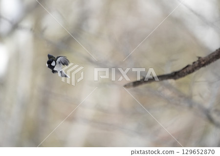 Varied tit photoshoot with α9Ⅲ 129652870