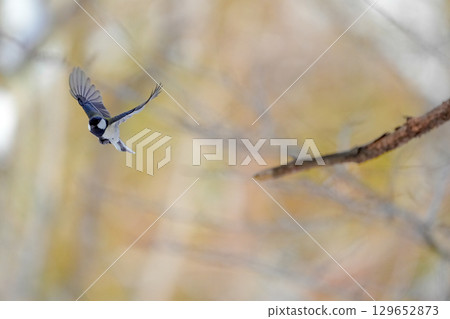 Varied tit photoshoot with α9Ⅲ 129652873
